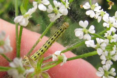 <i>Depressaria chaerophylli</i>