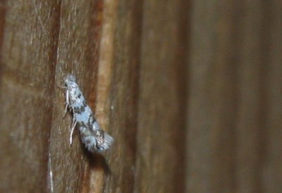 Phyllonorycter acerifoliella