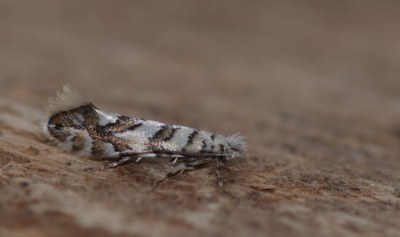 Phyllonorycter acerifoliella