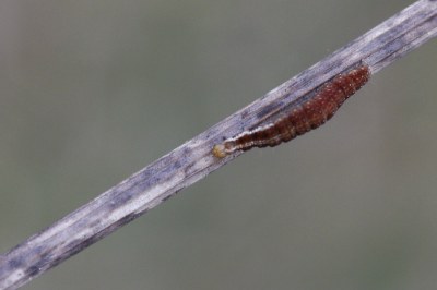 Paraswammerdamia albicapitella