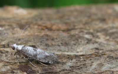 Paraswammerdamia albicapitella