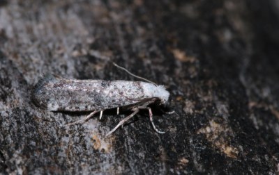 <i>Paraswammerdamia albicapitella</i>