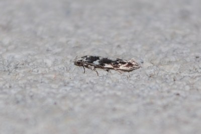 Parachronistis albiceps