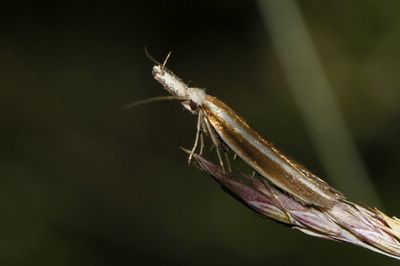 <i>Pleurota aristella</i>