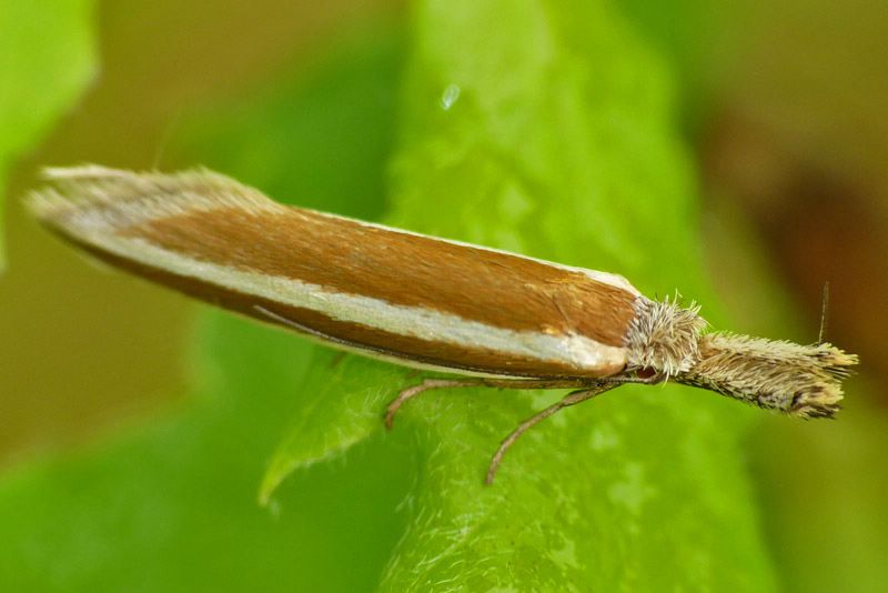<i>Pleurota aristella</i>