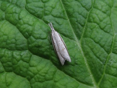 <i>Pleurota bicostella</i>
