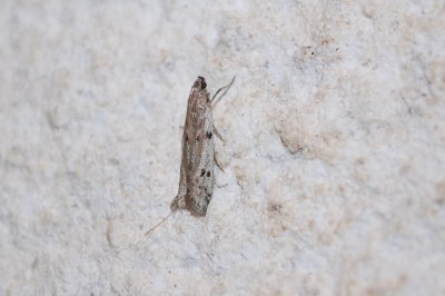 Phycitodes binaevella