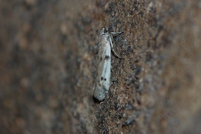 Phycitodes binaevella