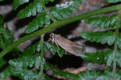 <i>Pseudosciaphila branderiana</i>