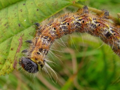 Phalera bucephala