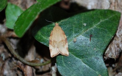 Pandemis cerasana