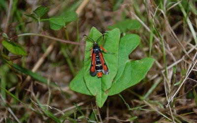 Pyropteron chrysidiforme