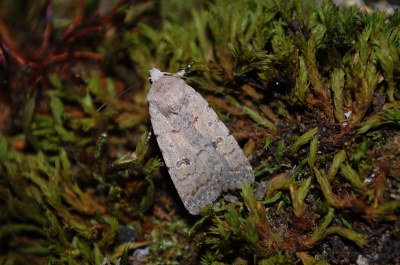 Caradrina clavipalpis