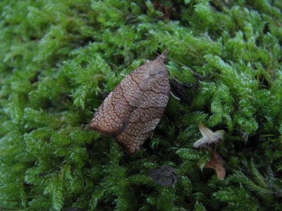 Pandemis corylana