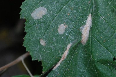 <i>Phyllonorycter coryli</i>