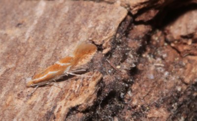 Phyllonorycter corylifoliella