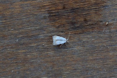 <i>Pseudopostega crepusculella</i>