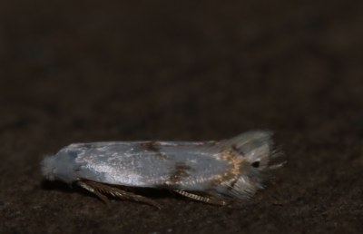 Pseudopostega crepusculella
