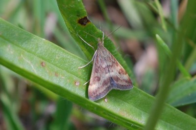Pyrausta despicata