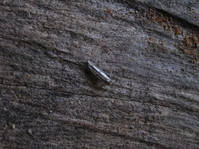 Parahyponomeuta egregiella