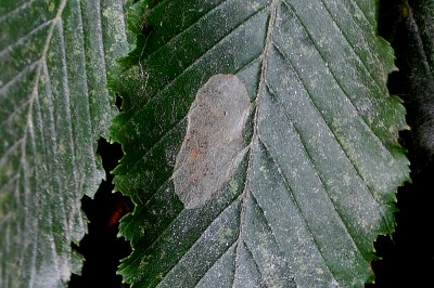<i>Phyllonorycter esperella</i>