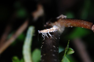 <i>Phyllonorycter esperella</i>