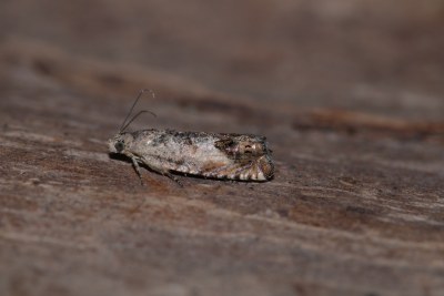 <i>Pammene fasciana</i>