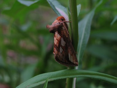 Plusie de la Fétuque  (<i>Plusia festucae</i>)