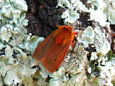 Phragmatobia fuliginosa