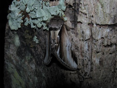Bombyx Dictéoide 
