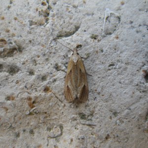 <i>Phtheochroa inopiana</i>