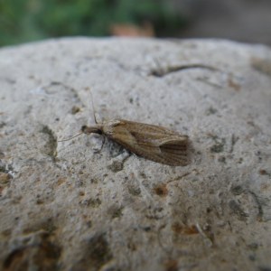 <i>Phtheochroa inopiana</i>