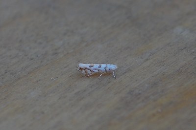 <i>Phyllonorycter kuhlweiniella</i>
