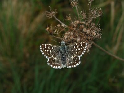 Pyrgus malvae