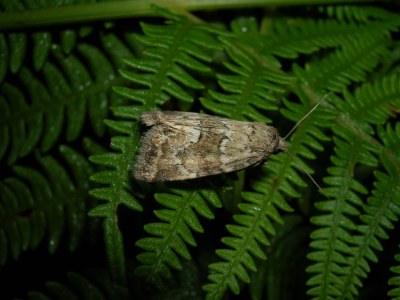 Photedes minima