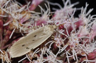 Pelosia muscerda