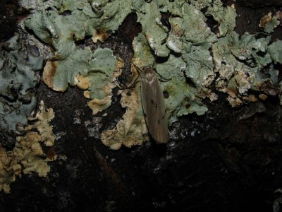 Lithosie muscerde 