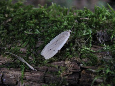 Lithosie muscerde 