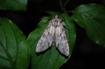 Polia nebulosa