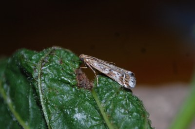 <i>Pempeliella ornatella</i>