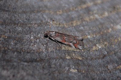 <i>Pempelia palumbella</i>