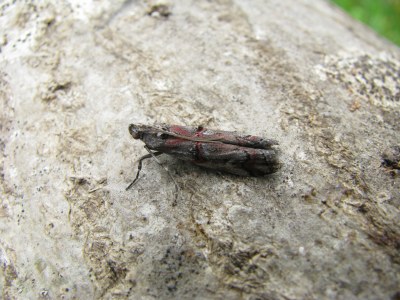 Pempelia palumbella