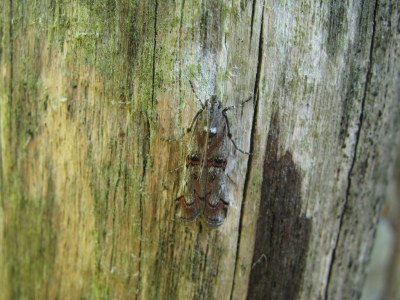 <i>Pempelia palumbella</i>