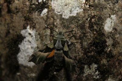 Sphinx de l'Épilobe 