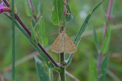 Psammotis pulveralis