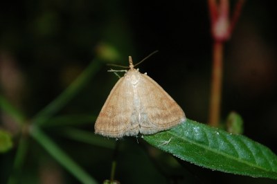 Psammotis pulveralis