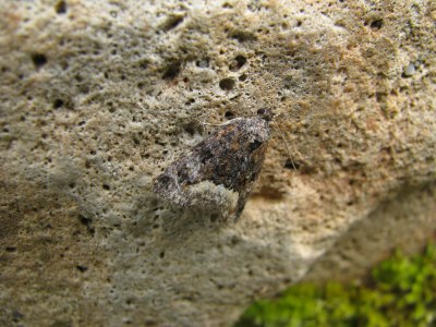 Deltote pygarga