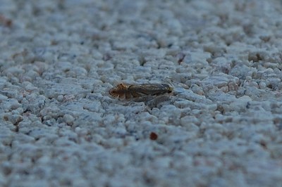 <i>Phyllonorycter quercifoliella</i>