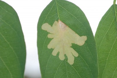 <i>Parectopa robiniella</i>
