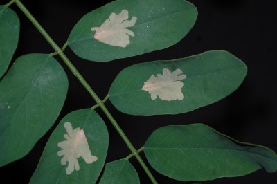 <i>Parectopa robiniella</i>